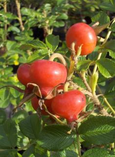 Rosa rugosa 'Frau dagmar hastrup' en hiver