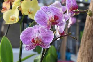Significations des orchidées symbole