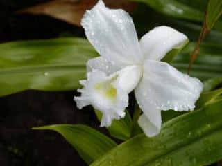 Orchidée blanche : Sobralia leucoxantha