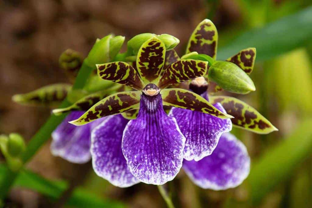 Zygopetalum