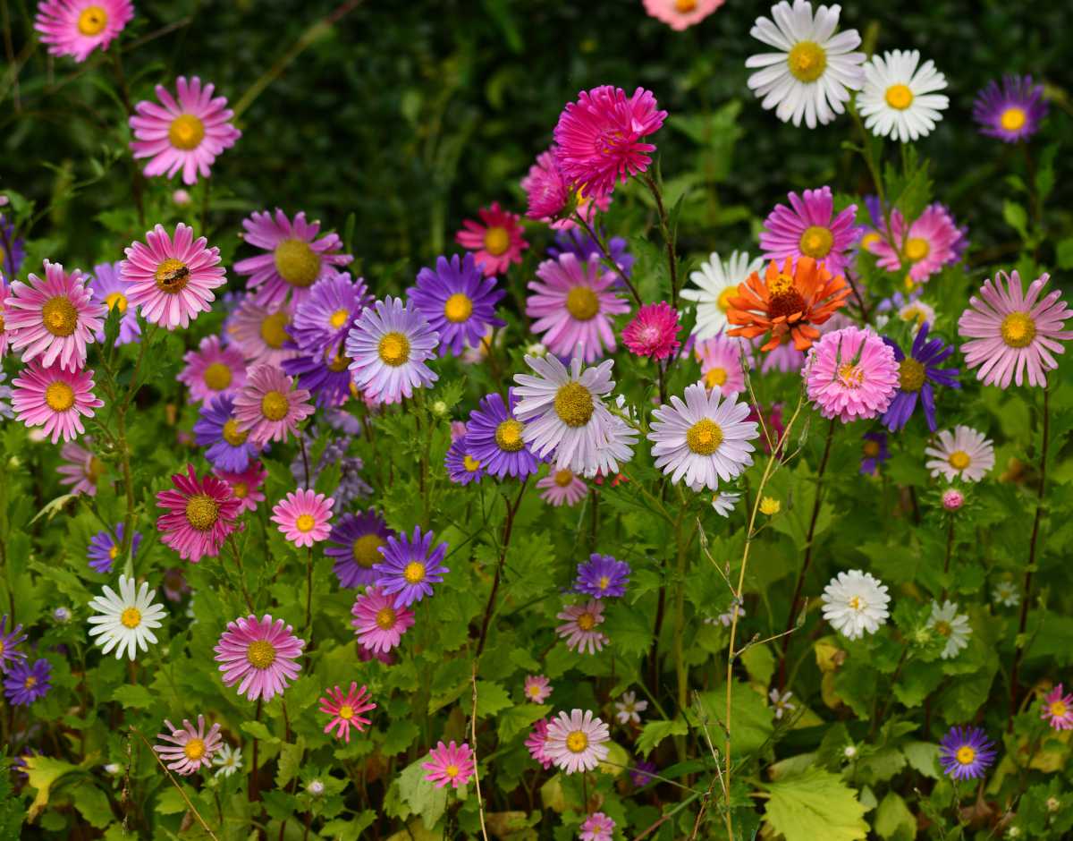 aster de nouvelle angleterre - Aster novae-angliae automne