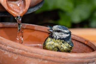 les bains d'oiseaux quelle utilité pour les oiseaux ?