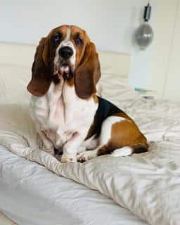 Basset hound entretien