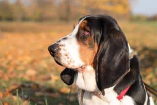 histoire du basset hound