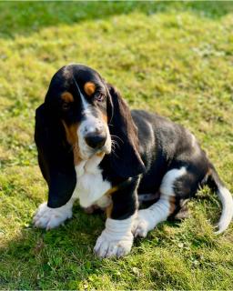 Basset hound, taille, poids