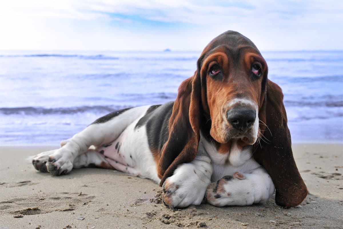 le basset hound