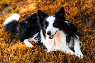 border collie entretien