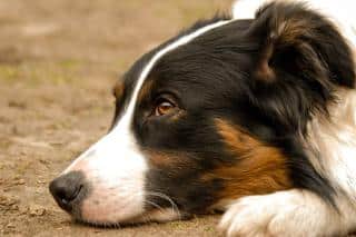 border collie