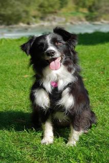border collie taille, poids
