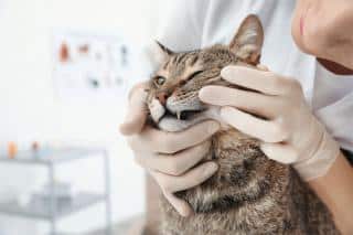 calicivirose chat symptômes
