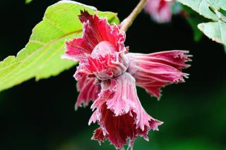 corylus avellana culture