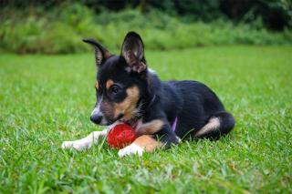 L'éducation positive chez le chien, la pratique