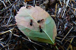 Les fourmis et leurs bienfaits pour la nature
