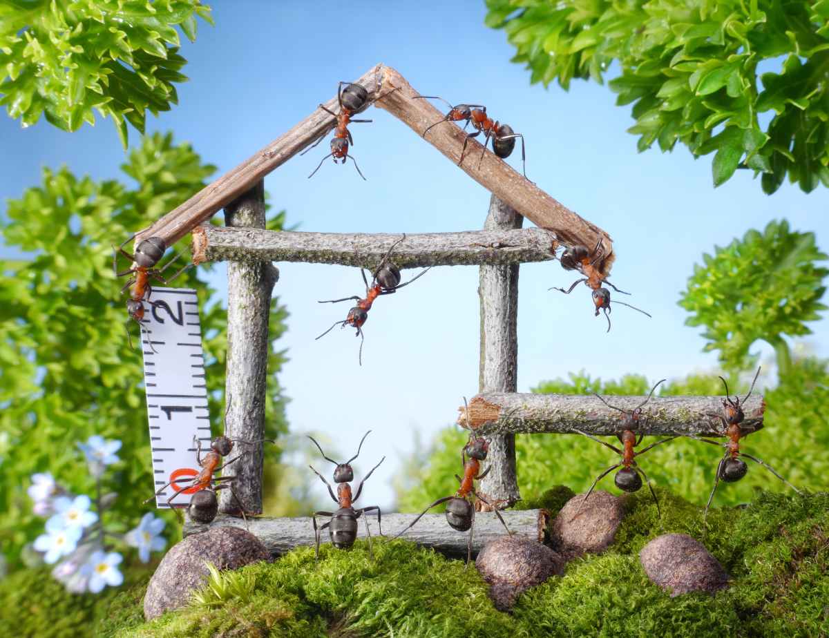 fourmi utilité jardin vie social