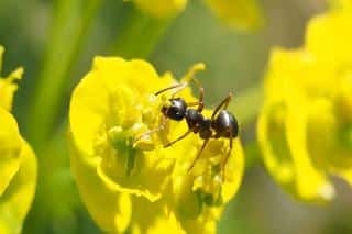 fourmis et bienfaits pour les plantes