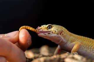 Gecko, alimentation et entretien