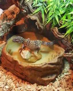 gecko dans un terrarium