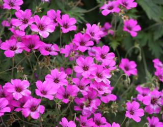 geranium patricia vivace