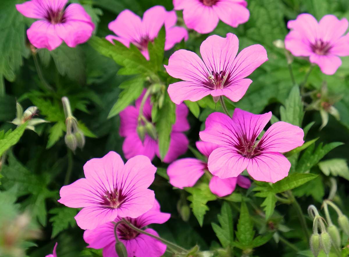 geranium patricia