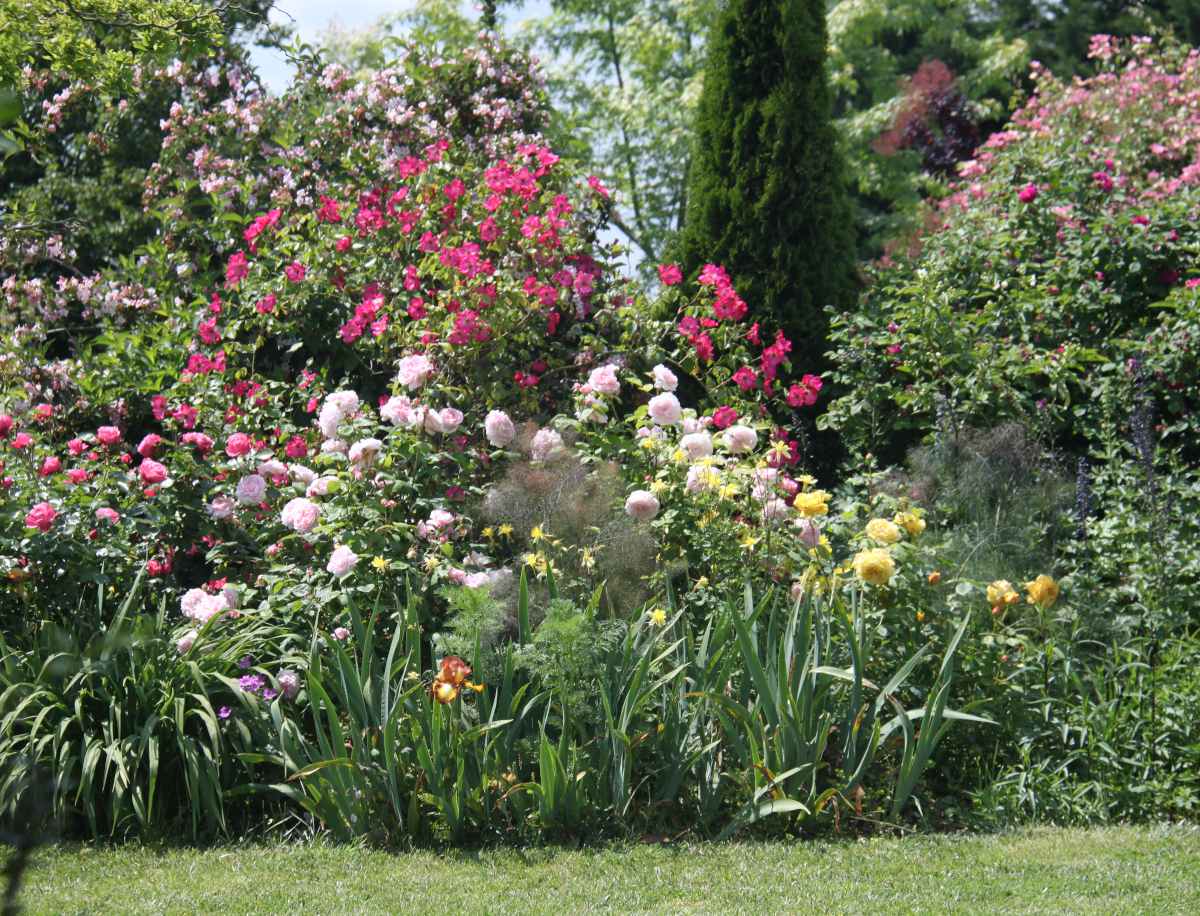 idee plante autour rosier rose massif