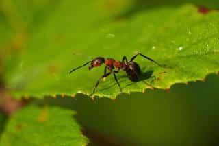 La fourmi