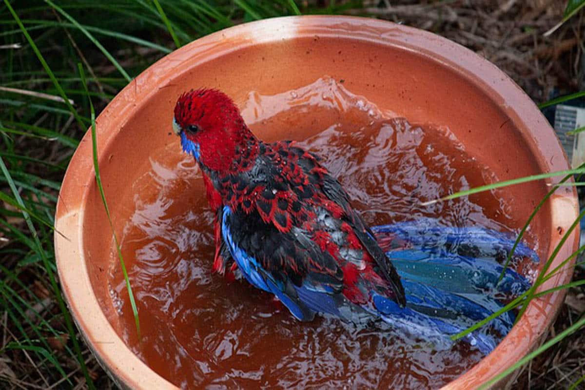 Le bain d'oiseaux