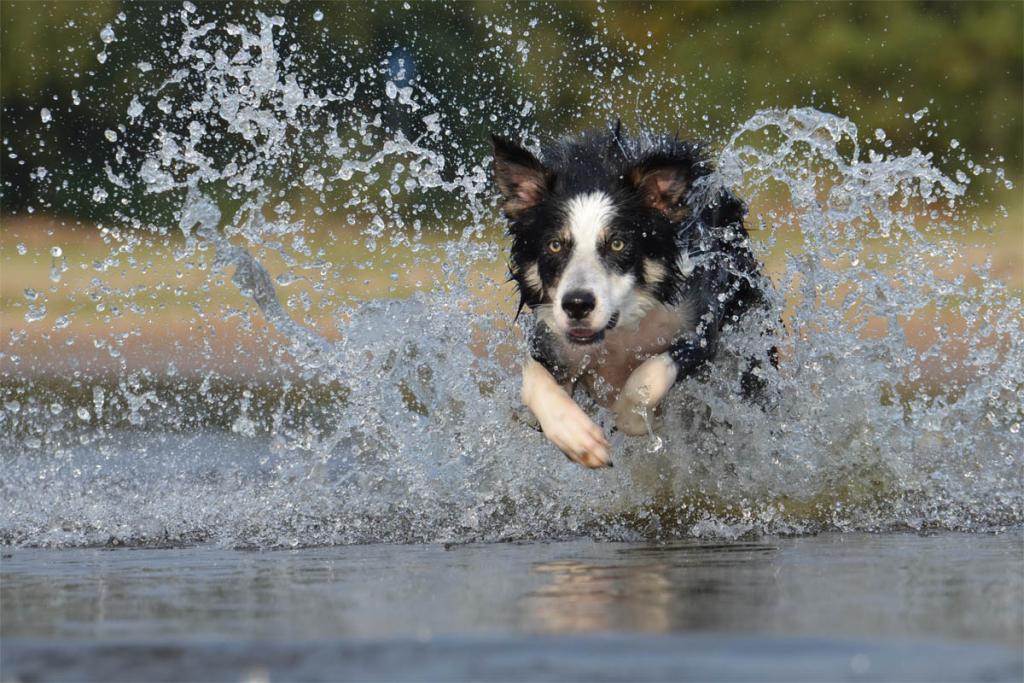 le border-collie