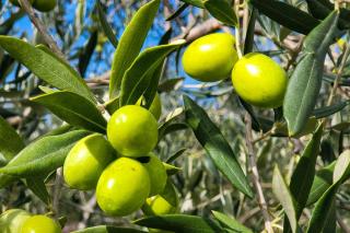 olive picholine recolte