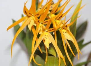 orchidée brassada jaune