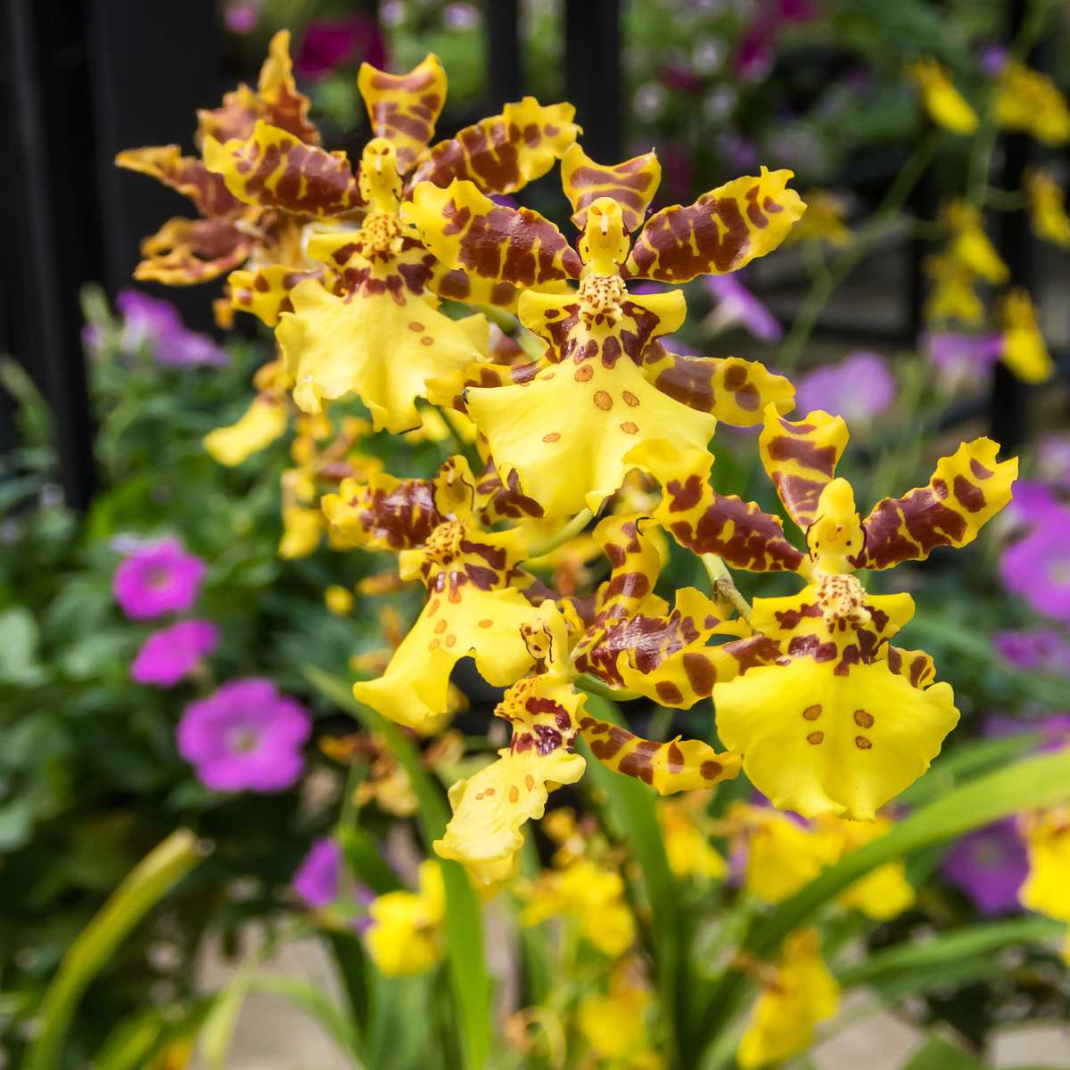 orchidée oncidium