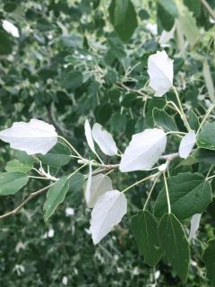 peuplier blanc feuille feuillage - Populus alba