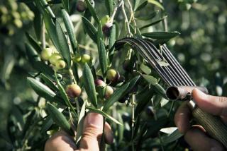 recolte olive peigne rateau