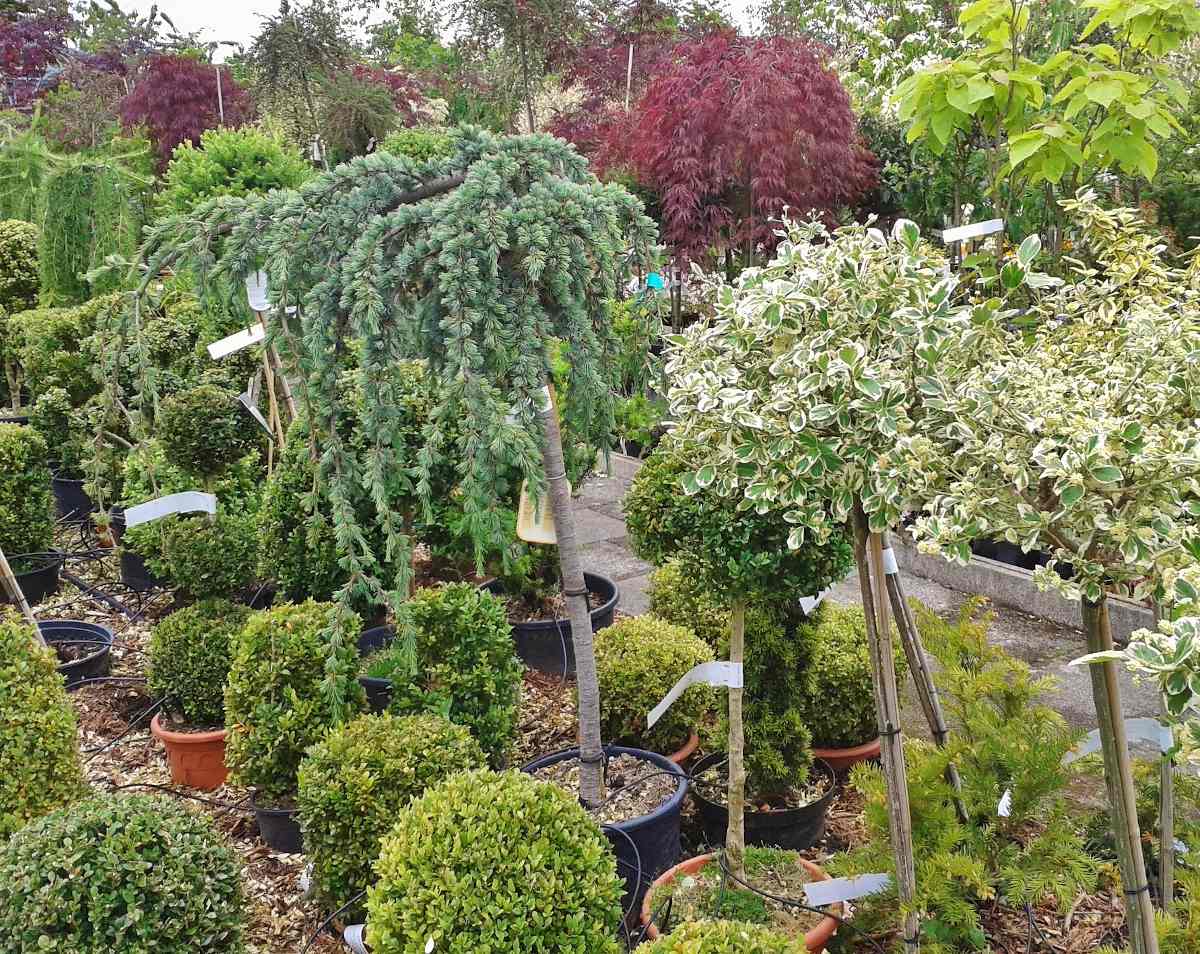 reconnaitre plante arbre arbuste bonne santé jardinerie pepiniere