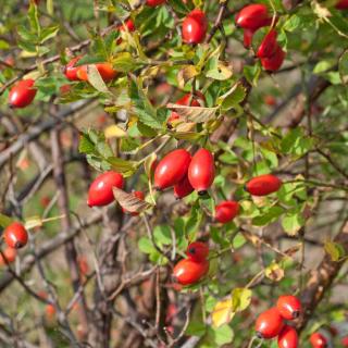 rosier decoratif hiver fruit baie