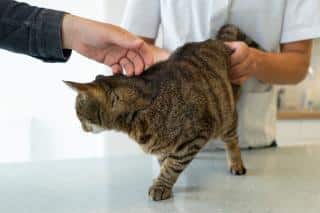 visite vétérinaire du chat, comment se comporter ?