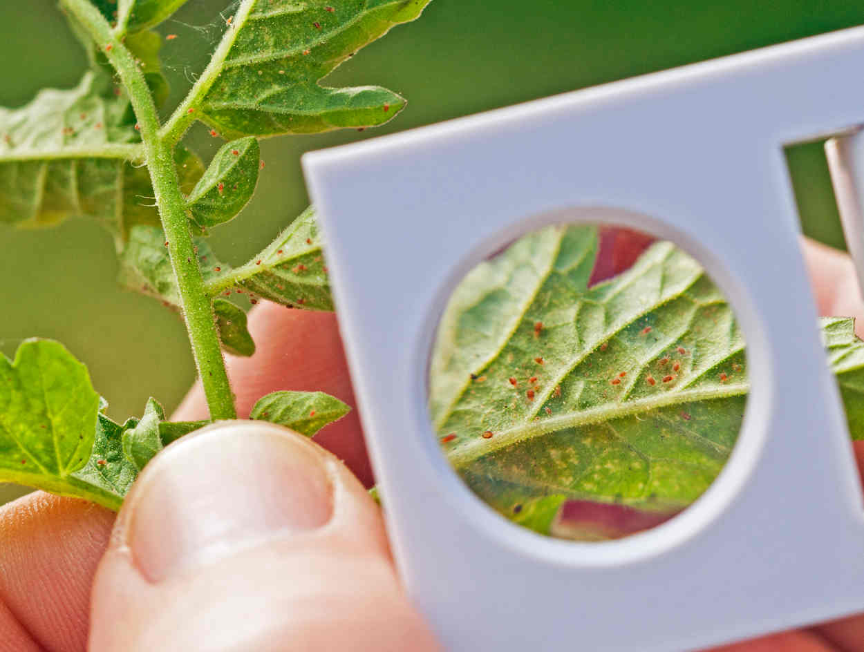 Plante verte malade : 5 solutions pour la soigner