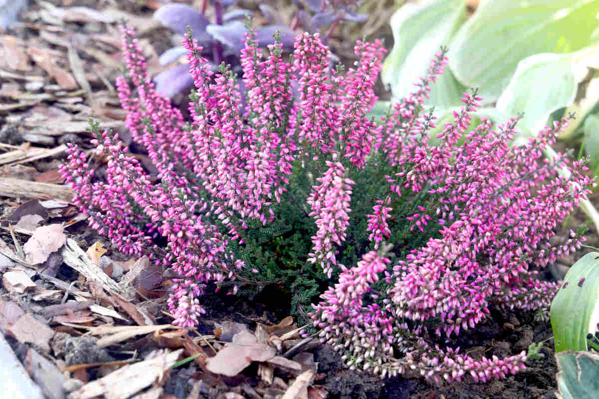 Bruyère d'hiver - Erica