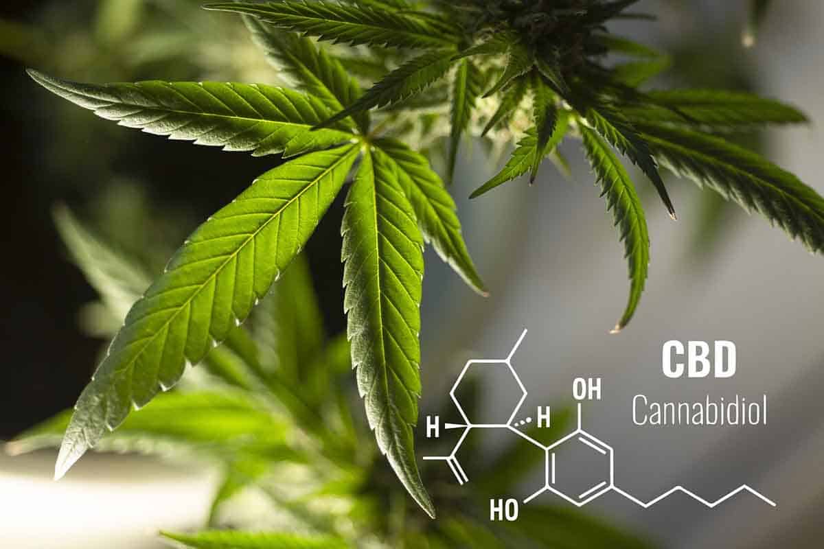 CBD - Maladies et efficacité