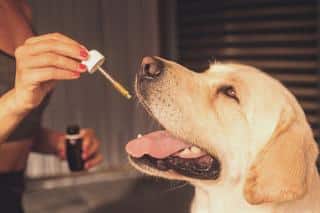 CBD chien et chat propriété