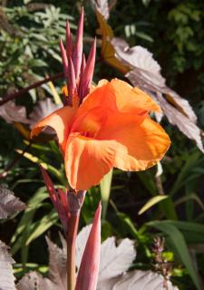 Canna Durban en fleur