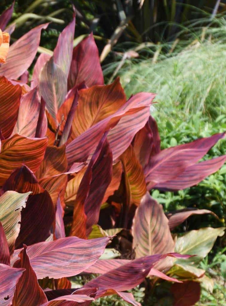 Canna Durban plantation, floraison et entretien