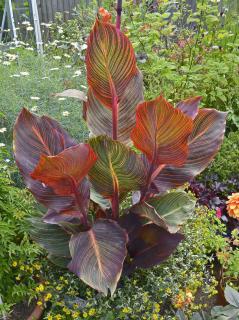 Canna Durban plantation