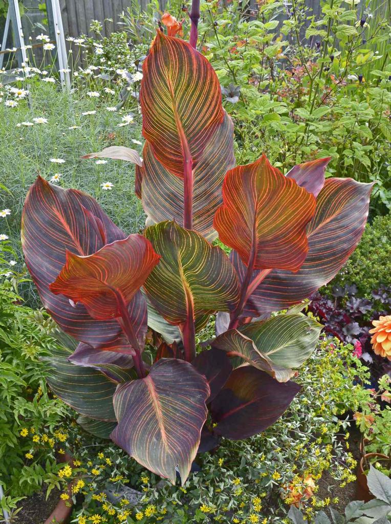 Canna Durban plantation, floraison et entretien