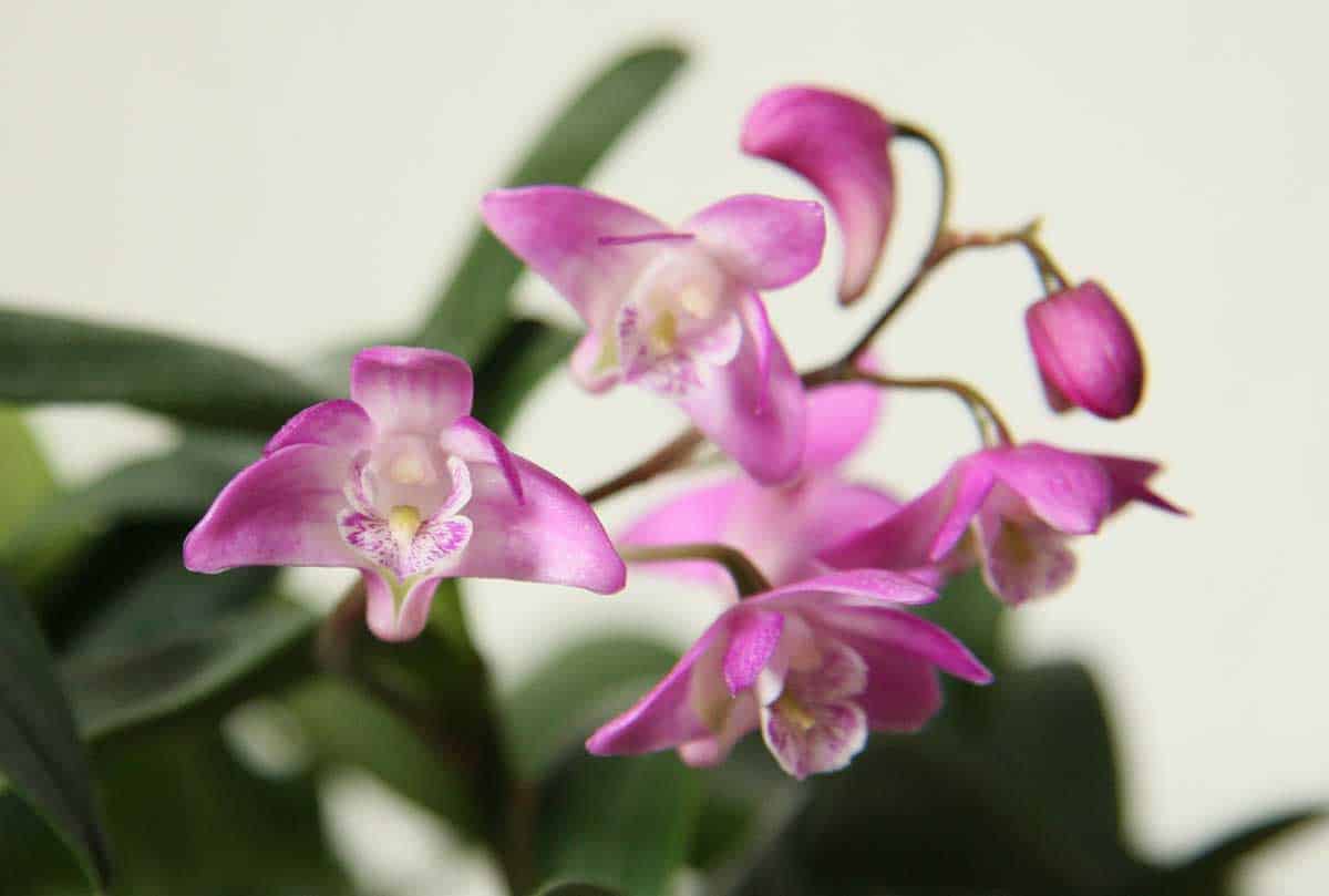 Dendrobium kingianum