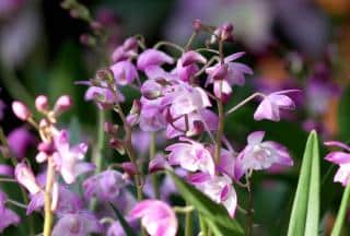 Dendrobium kingianum