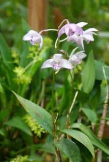 Dendrobium kingianum