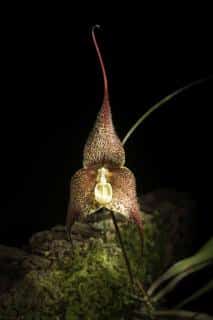 Orchidée Dracula marsupialis