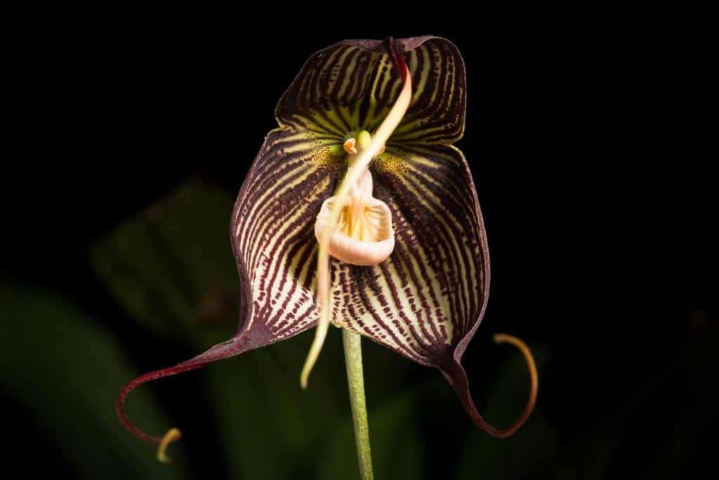 orchidée Dracula - Dracula Vampira