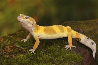 Gecko léopard