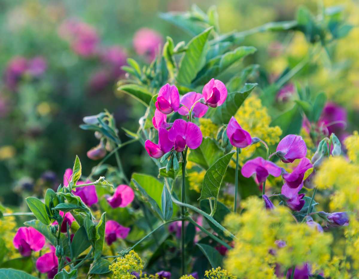 Gesse tubéreuse - Lathyrus tuberosus